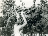 Сбор винограда, Геленджик, ~ 1960 г., фото 5