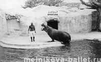 Зоопарк - бегемот, Каир, Египет, 1968 год, фото 23