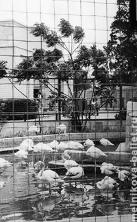 Зоопарк - фламинго, Каир, Египет, 1968 год, фото 25